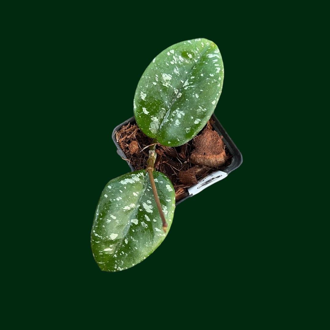 Hoya 'Heidi'