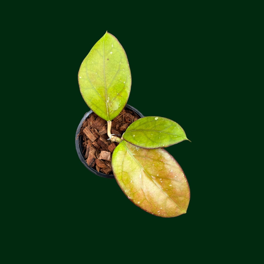 Hoya EPC1002 (vittelina x finlaysonii) – Unsolicited Plant Talks