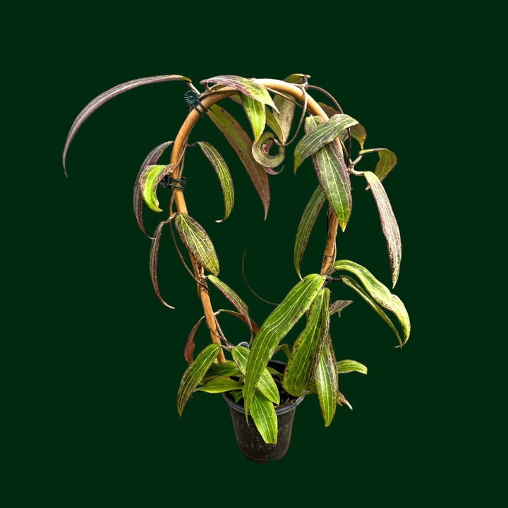 Trellised Hoya bordenii