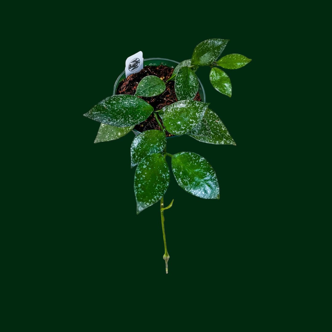 Hoya nabawanensis (splash)