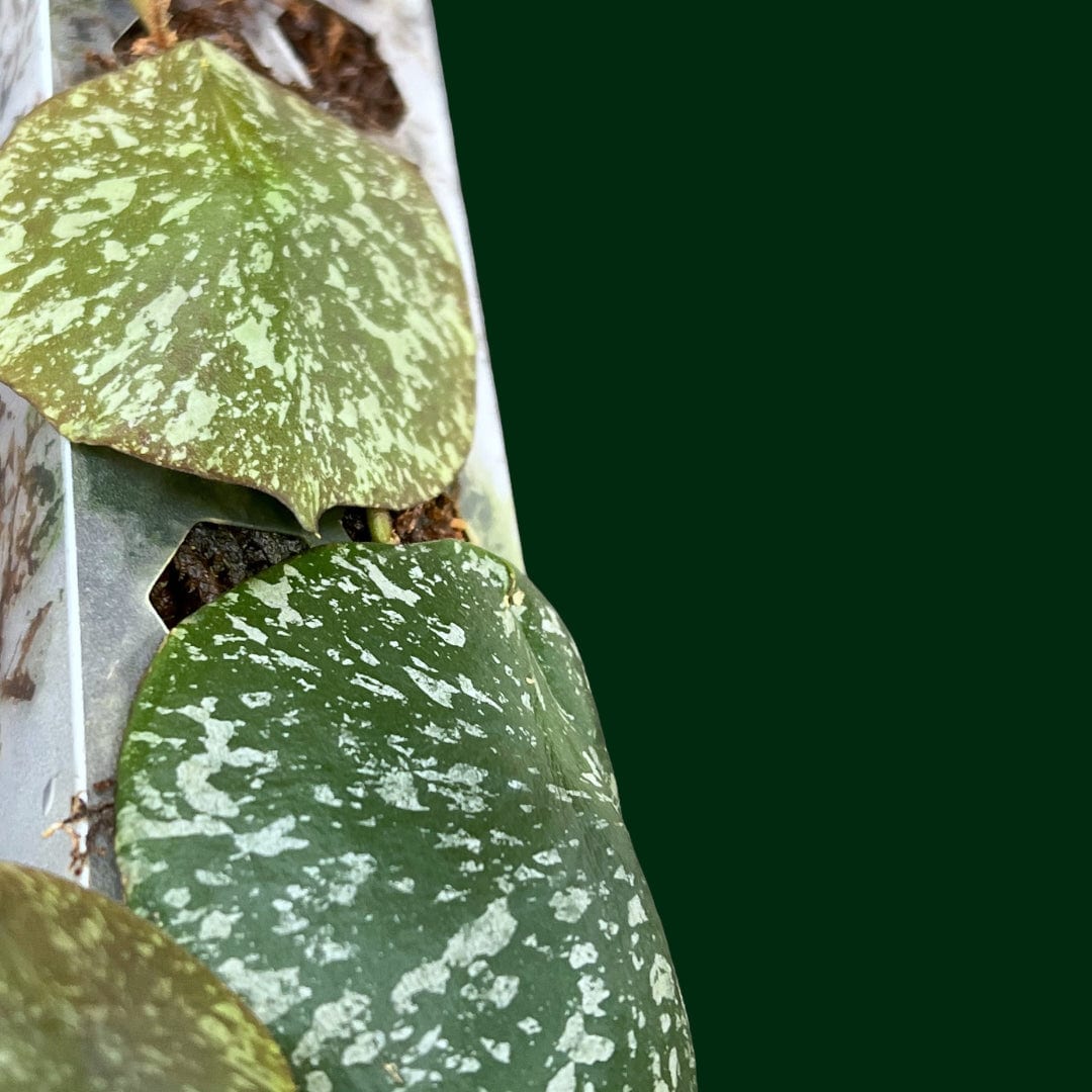 hoya on moss pole Hoya imbricata (on moss pole)