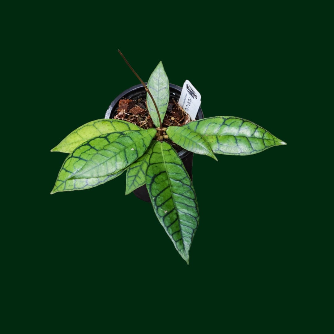 レア　ホヤ　Hoya callistophylla narrow カット Hoya callistophylla | Fragrant Flowering Hoya | Steve's Leaves