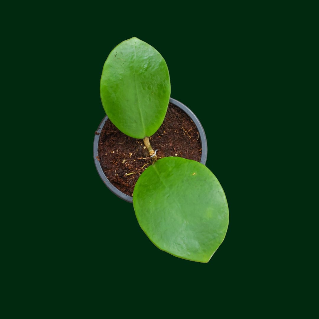 米山舞　everlasting plants 66294744.jpeg