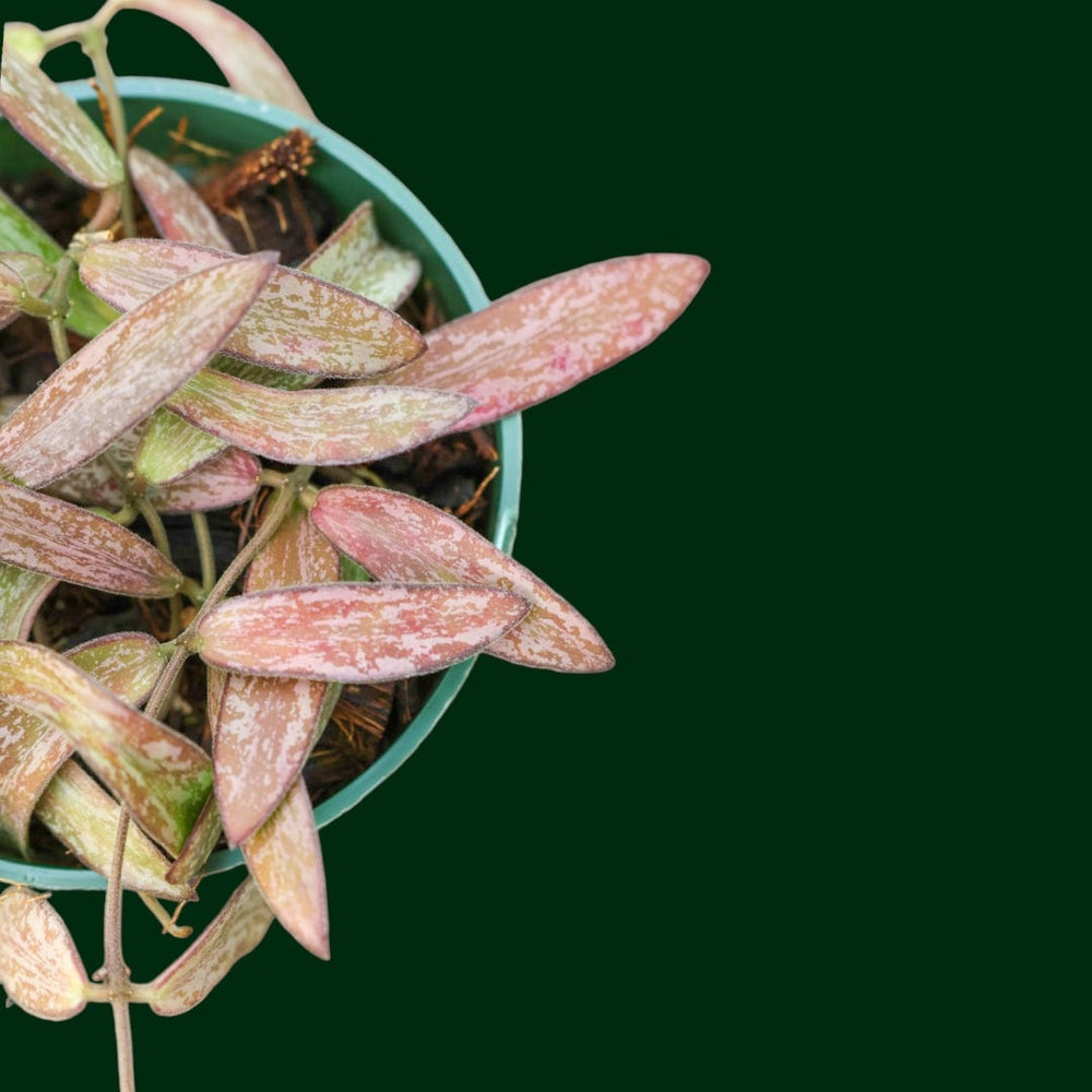 Hoya sigillatis