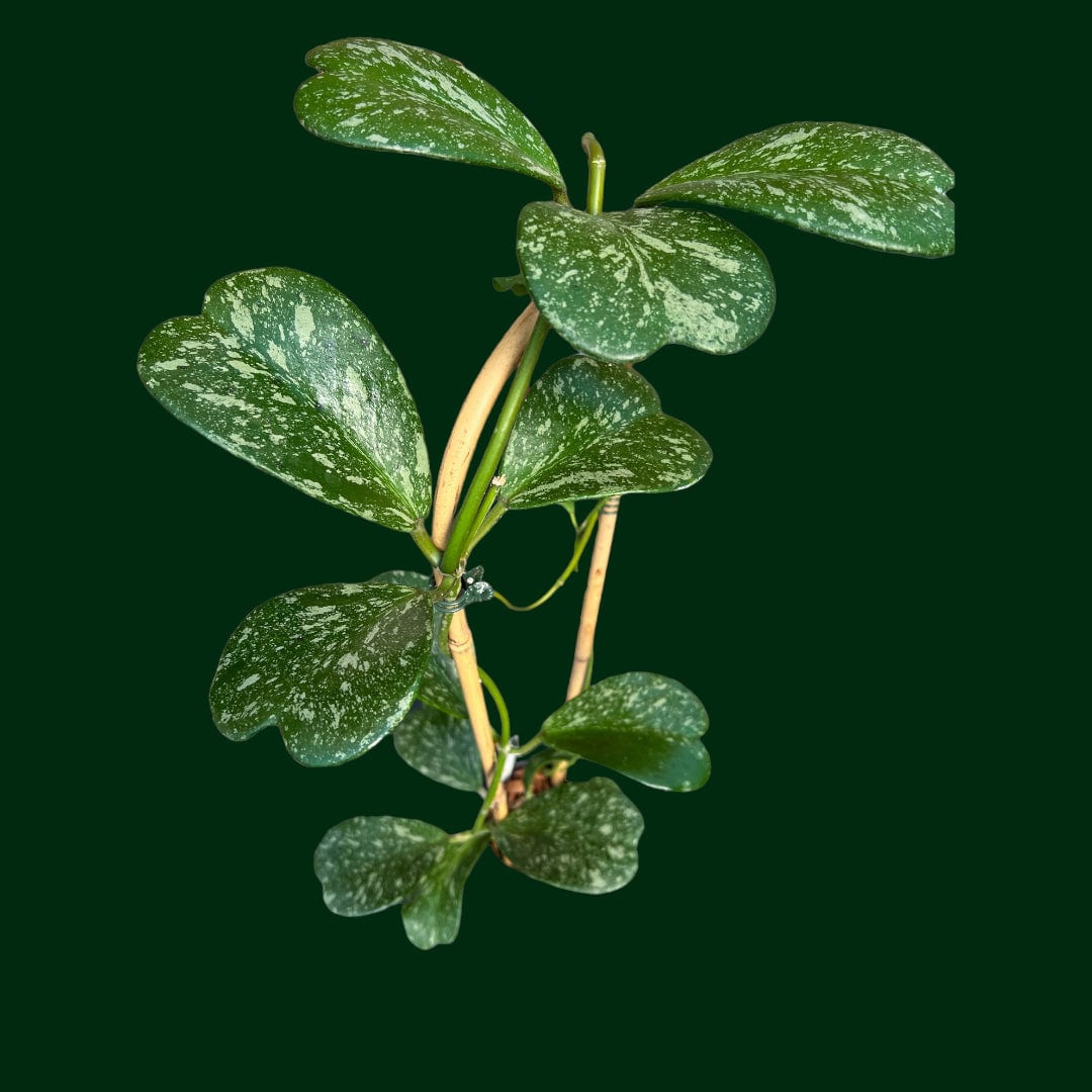 Trellised Hoya Kerrii (splash) – Unsolicited Plant Talks