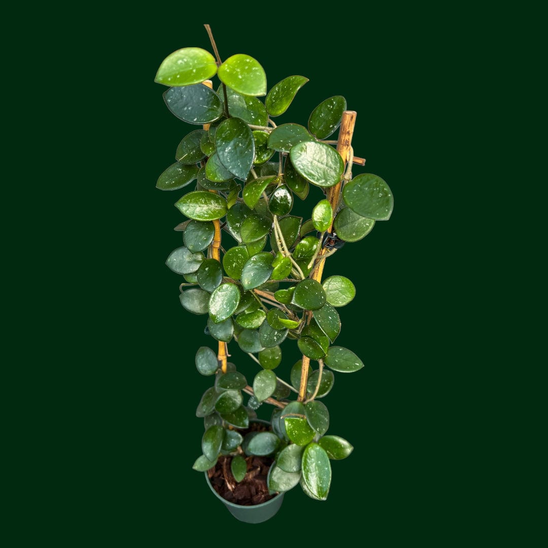 Trellised Hoya 'Mathilde'