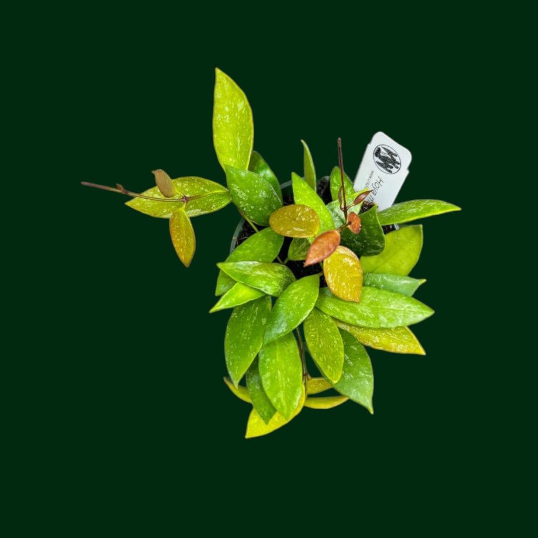 Hoya memoria (sold as gracilis) – Unsolicited Plant Talks