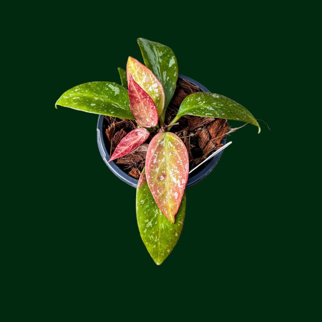 Hoya (memoria x collina IR26)