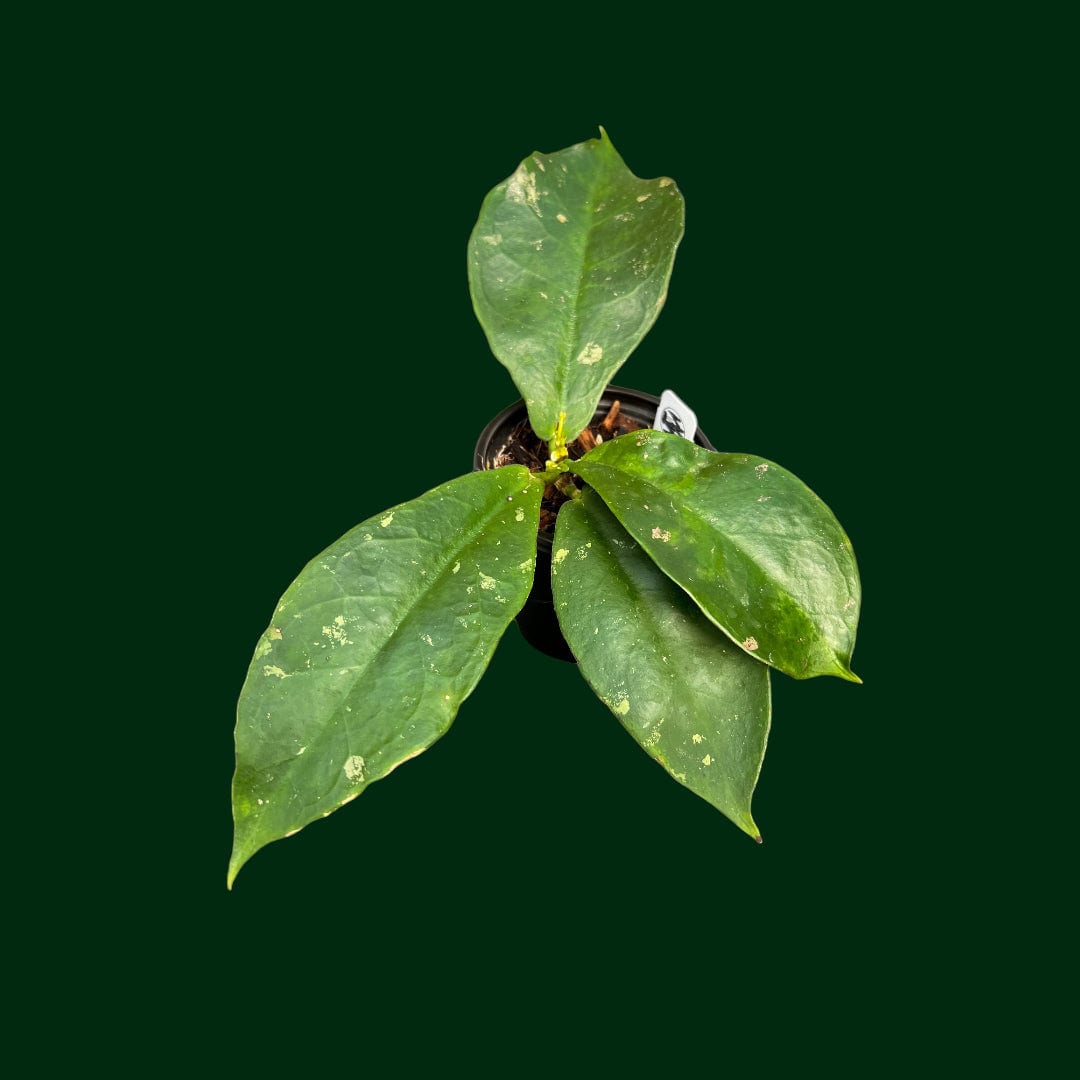 Hoya mitrata (cream)