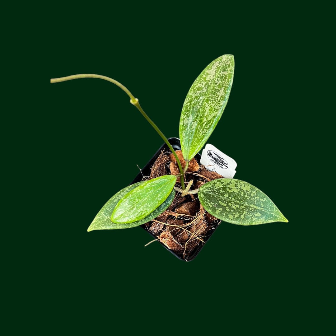 Hoya verticillata var. verticillata (fka wibergiae)
