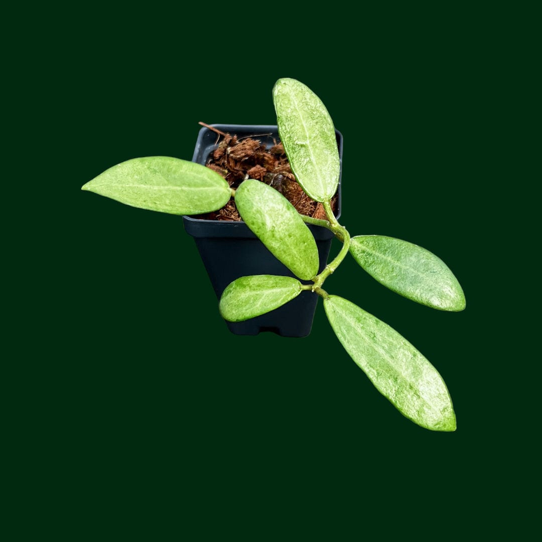 Hoya 'Silver Lady Dy'
