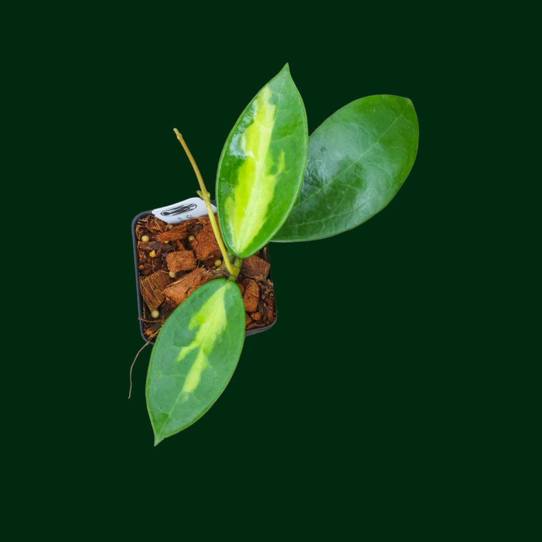jade hoya plant Hoya verticillata 'Suet jade'