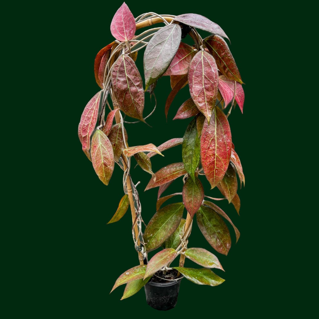 tequila sunrise succulent Trellised Hoya 'Tequila Sunrise' – Unsolicited Plant Talks