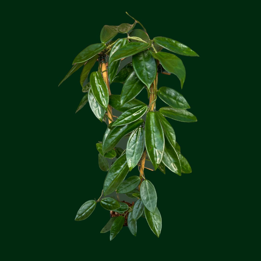 Trellised Hoya vangviengiensis