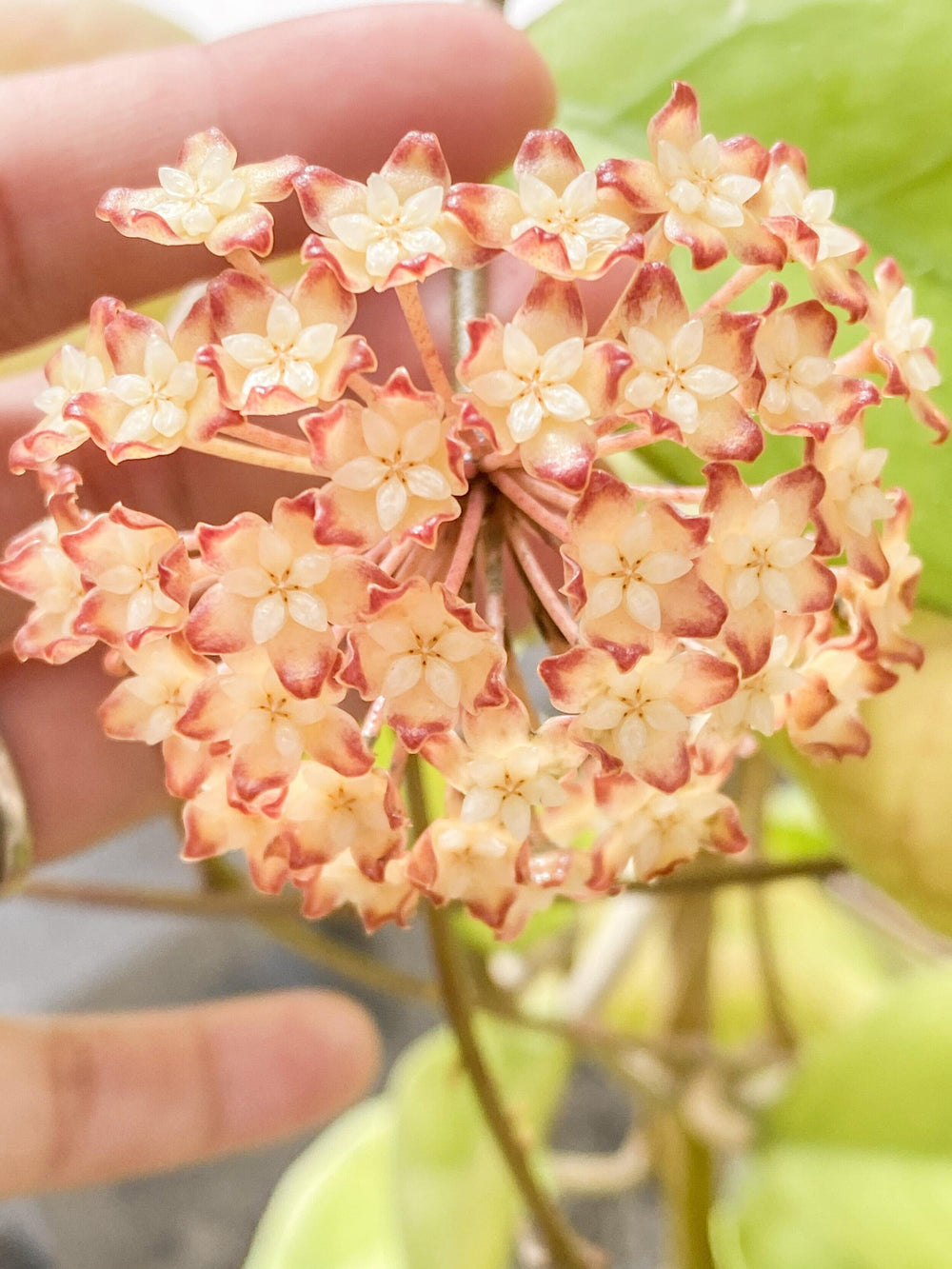 Hoya 'Viola'