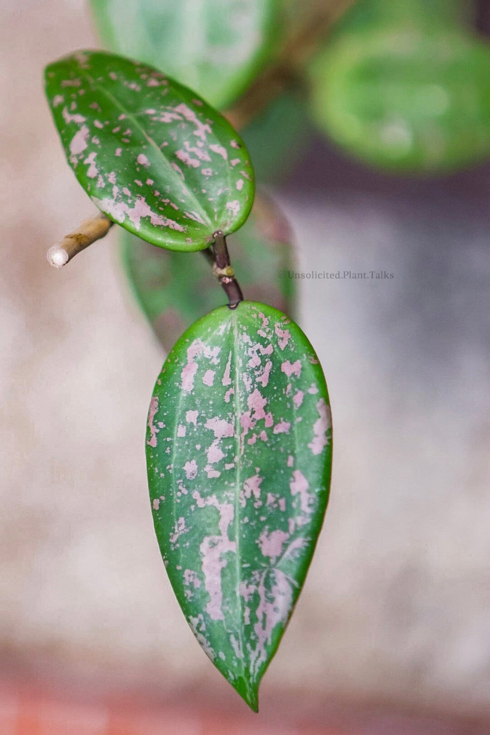 Hoya verticillata var. verticillata (fka wibergiae)