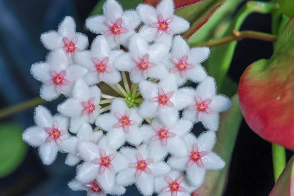 How Long Do Hoya Blooms Last?