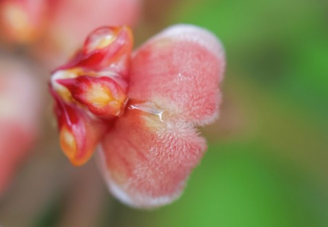 How Often to Water Hoya Plant?