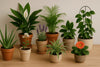 Houseplants That Help Sleep Better