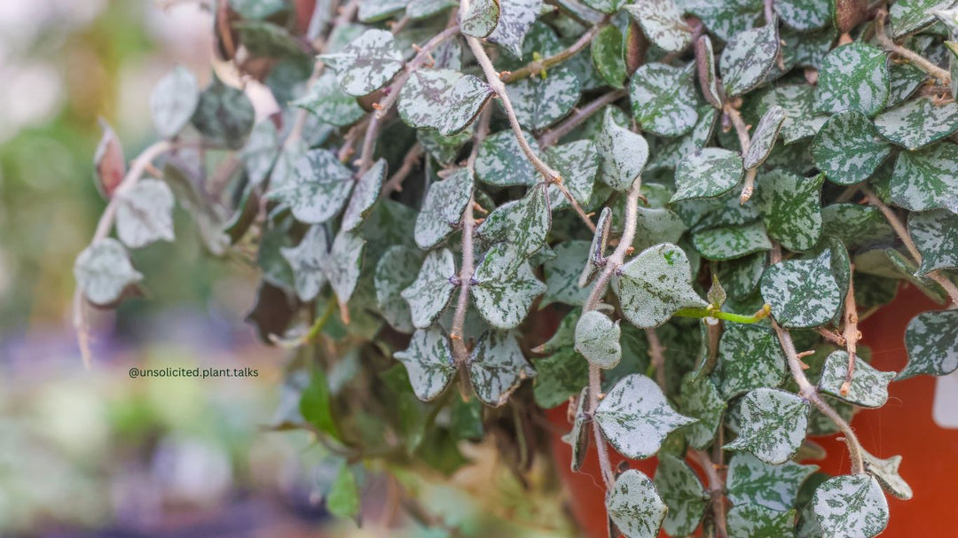 Hoya Curtisii - Plant Care Guide