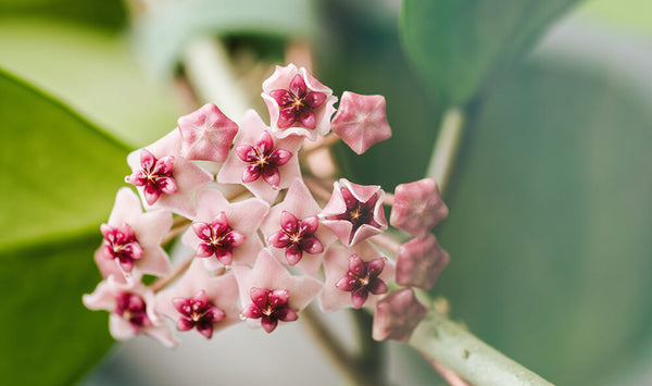 Hoya Obovata Flower Plant