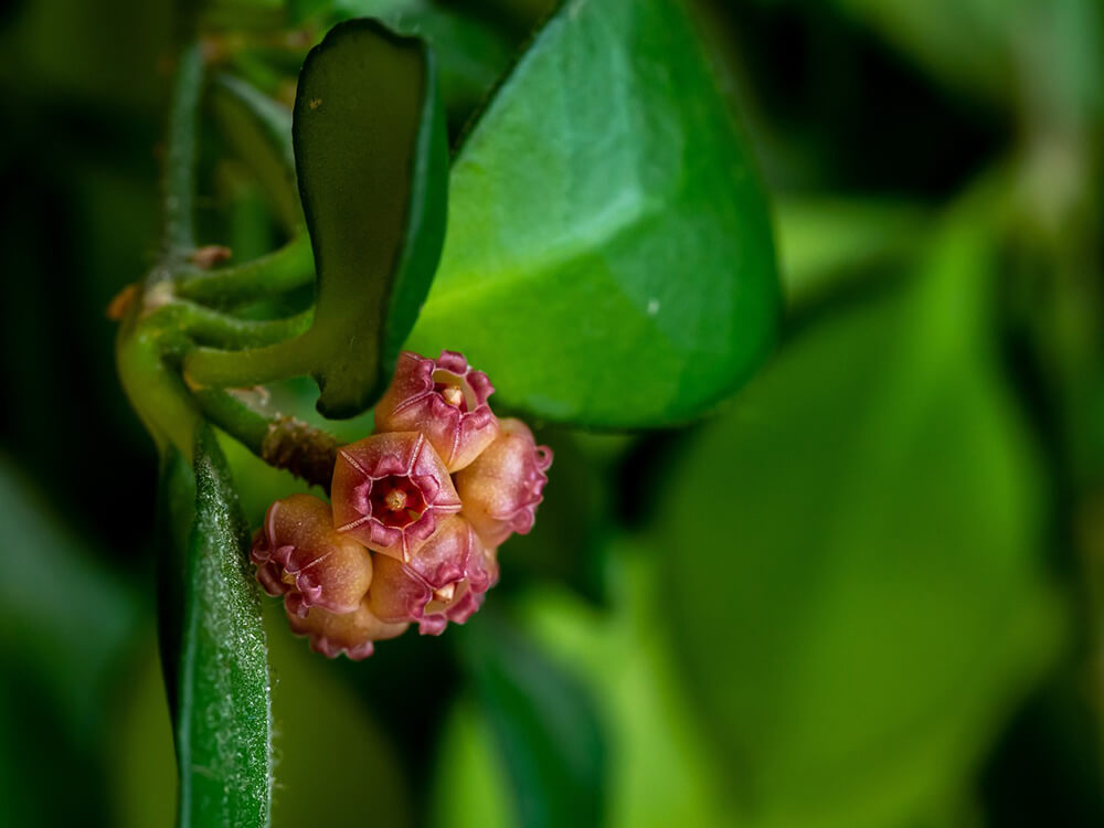 Hoya Temperature Tolerance