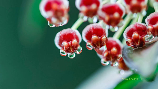 Hoya Wayetii