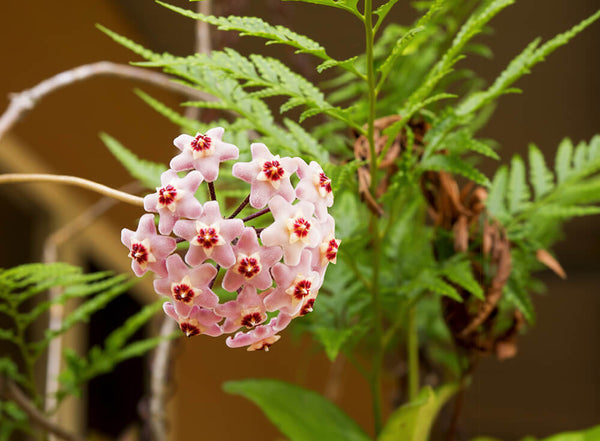 Hoya Australis