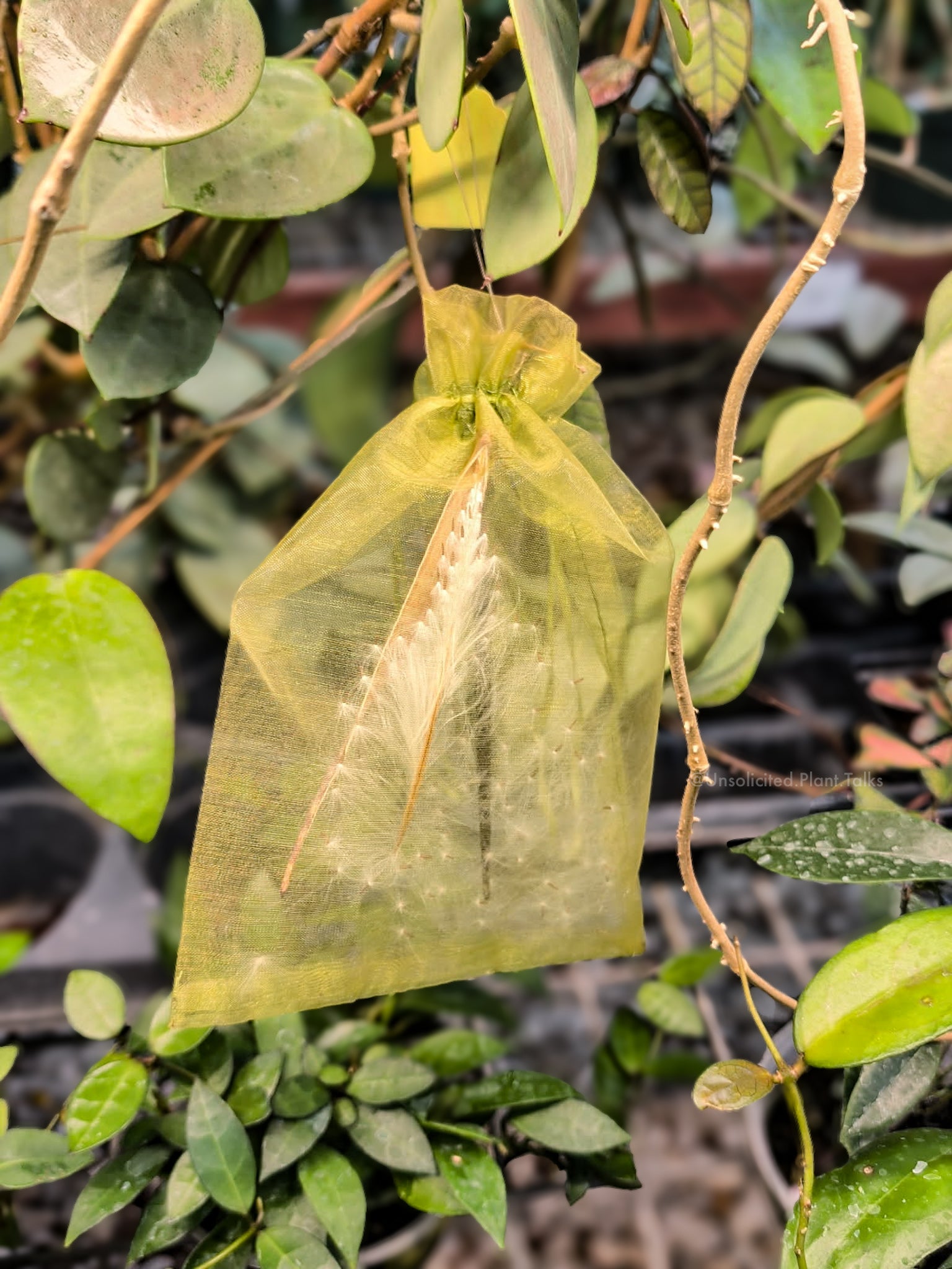 UPT Hoya Seeds