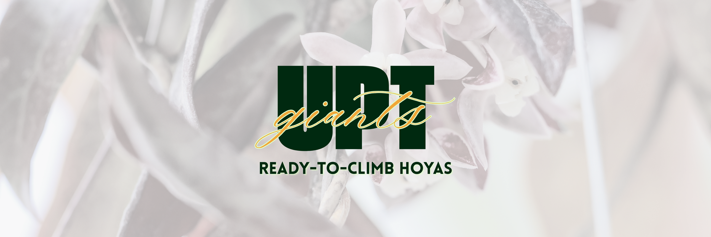 UPT Giants: Special Offer For a Limited Time