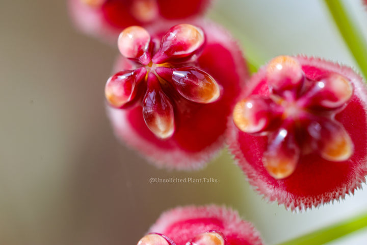 Hoya wayetii &