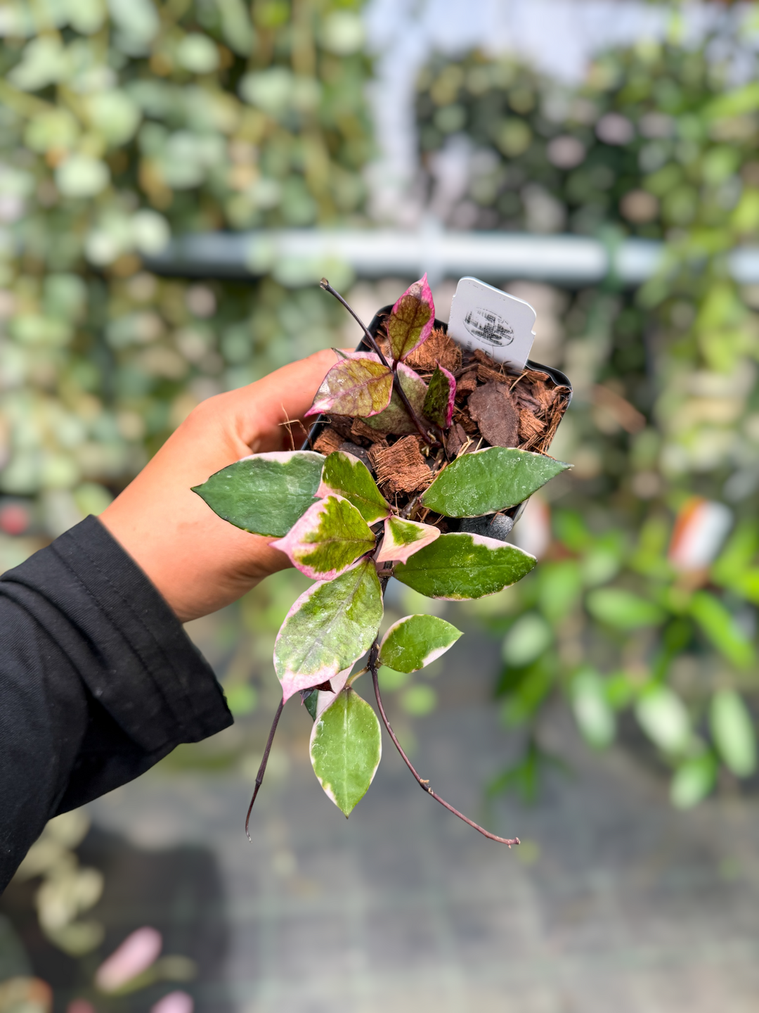 PS0621 - Hoya lacunosa ‘Black Cherry’ (UPT015)