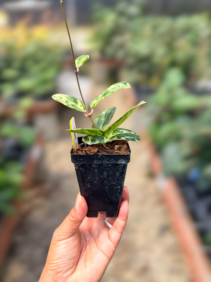 PS0965 - Hoya &