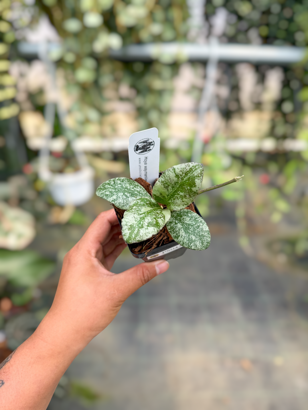 PS0436 - Hoya waymaniae ‘Cloud Sky’