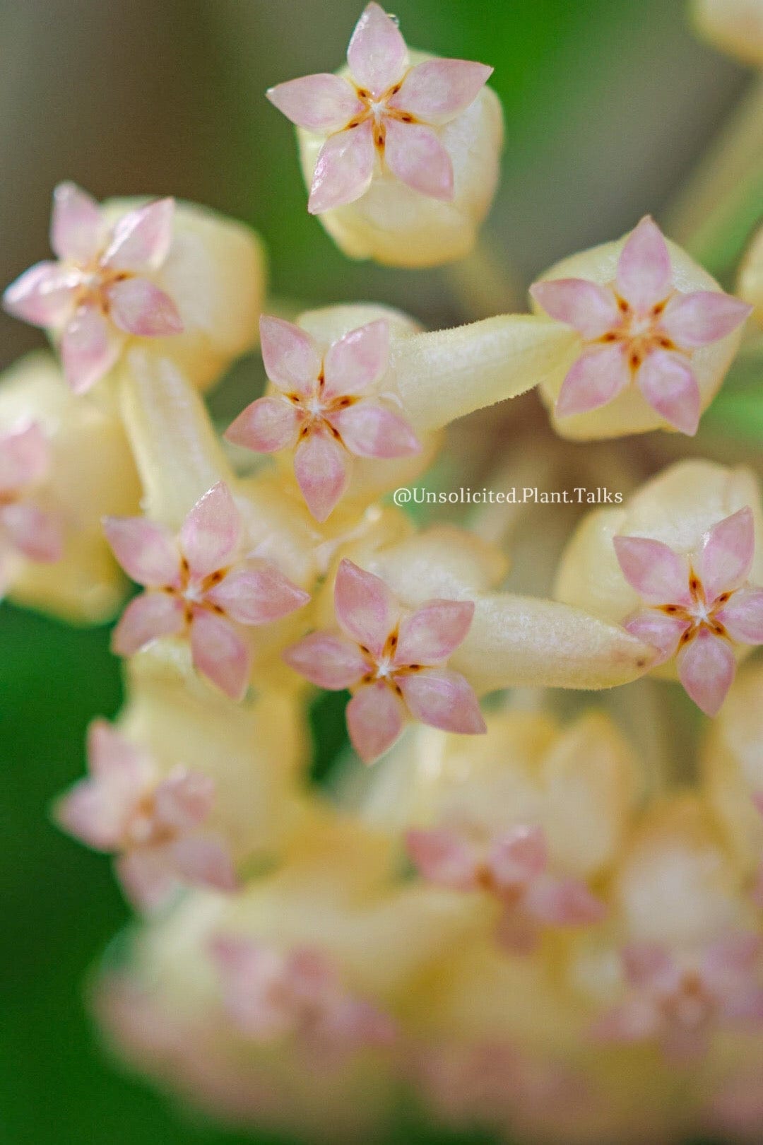 Hoya 'Priktai' (Russia)