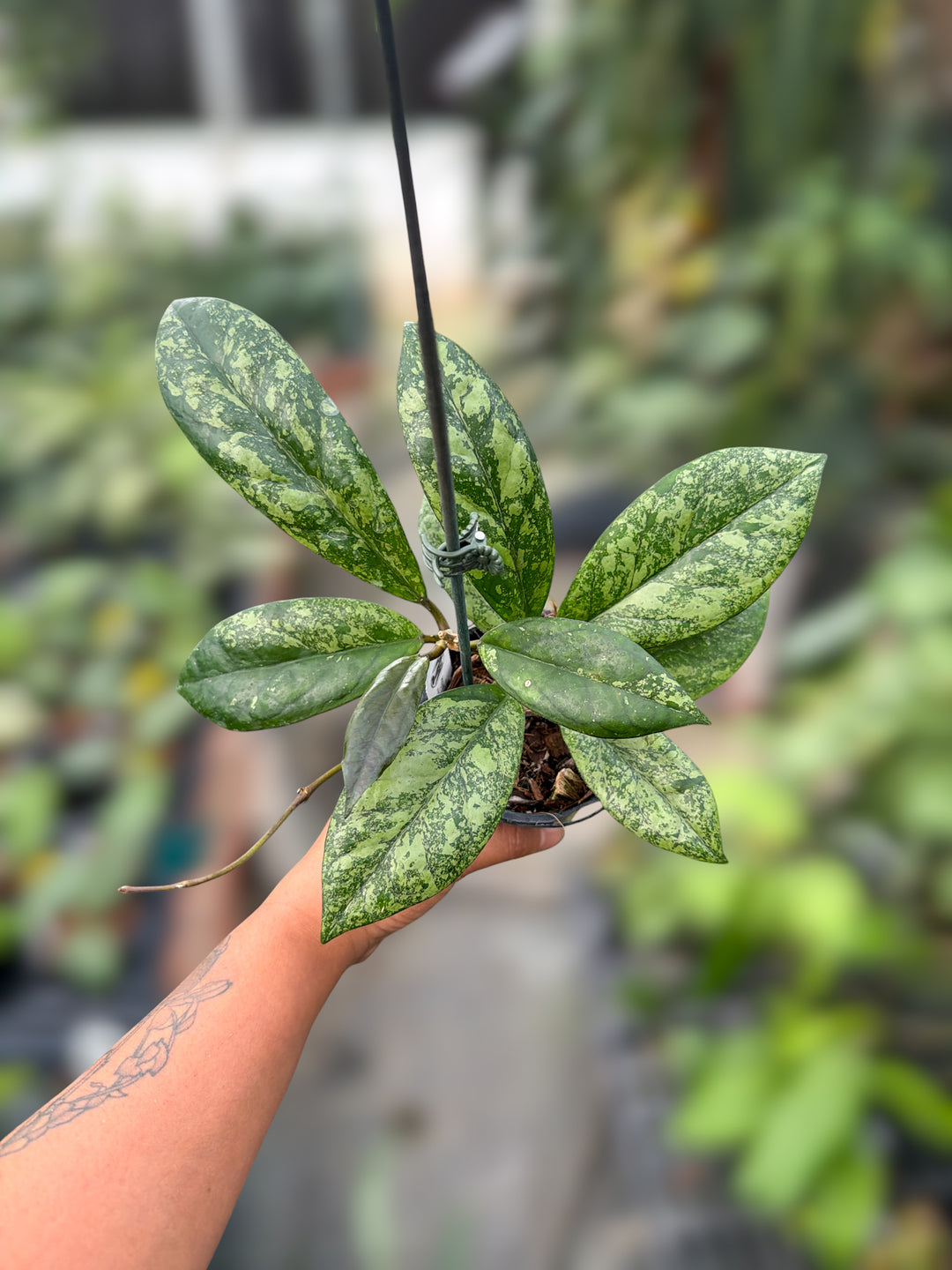 PS0167 - Hoya ‘Blessing’