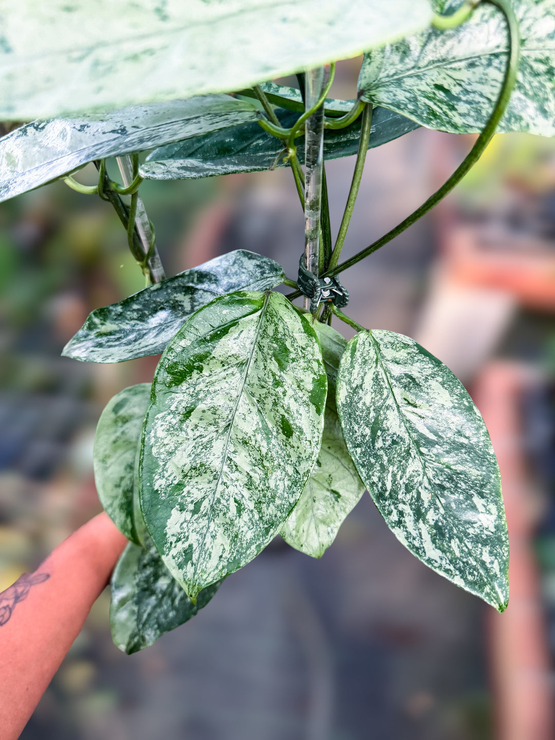 PS0973 - Hoya coriacea (silver)