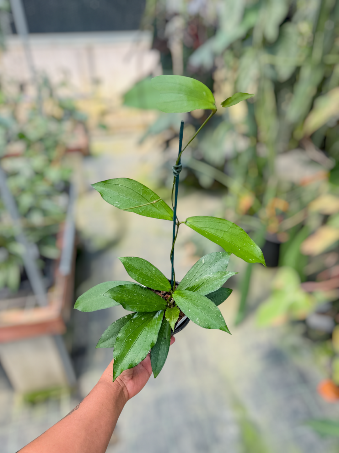 PS0707 - Hoya LP013 (erythrina x waymaniae)