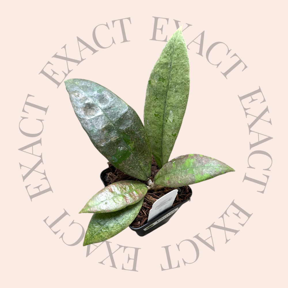 Hoya ‘Panggha’ (silver)