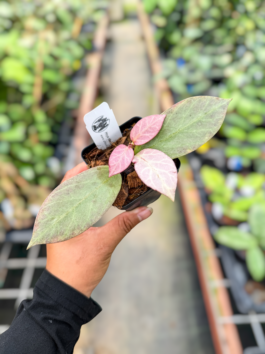 PS0608 - Hoya obscura ‘Cryptic Chrome’ (CML-09-21-A)