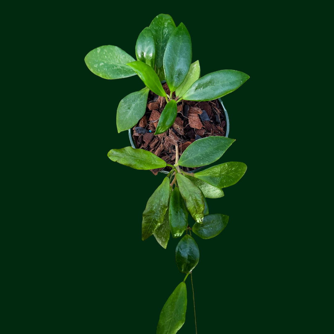 Hoya BL601 ((peninsularis x valmayoriana) x davidcummingii)