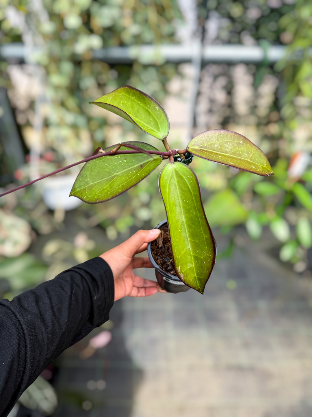PS0622 - Hoya ‘Black Baabel’ (AH)