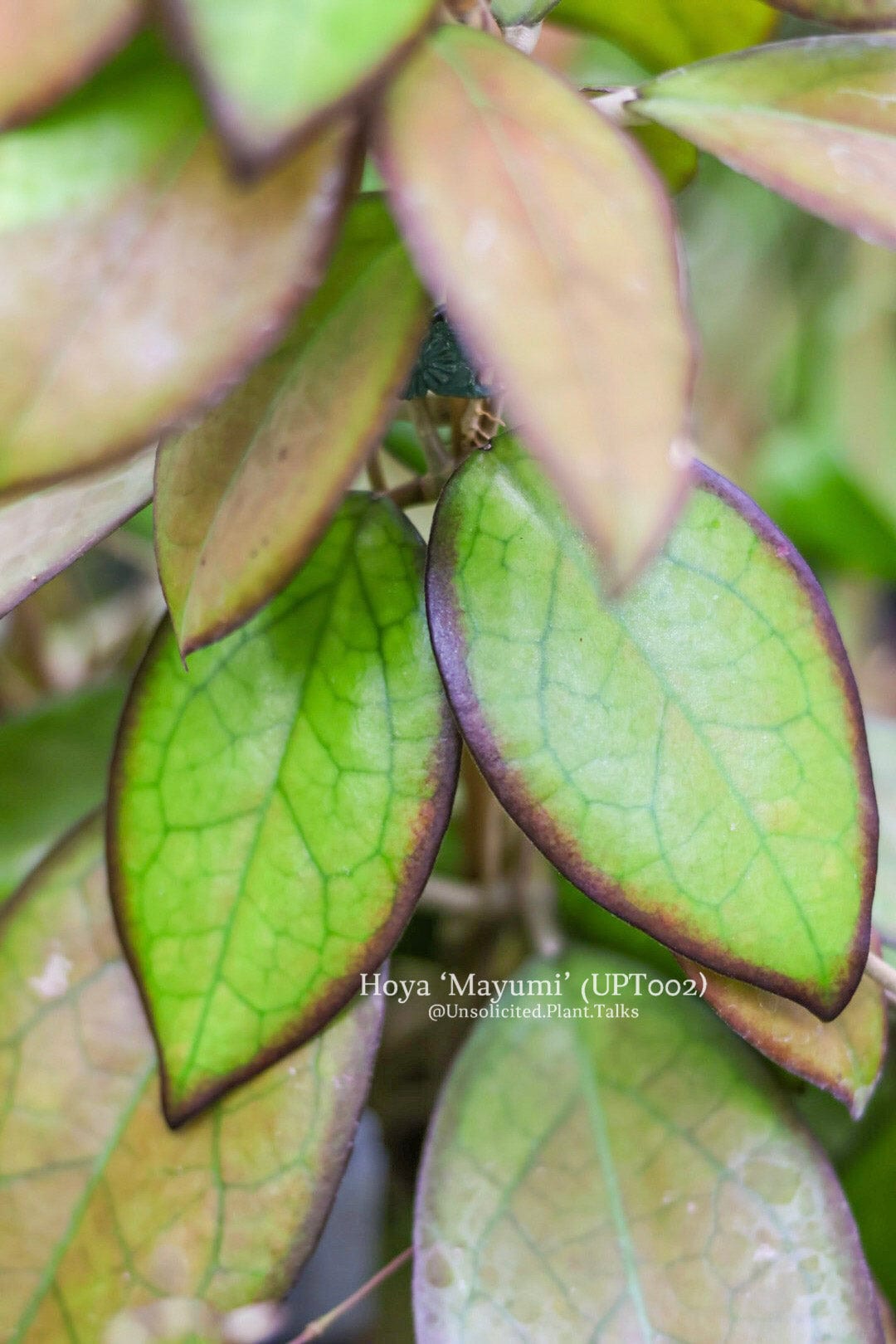 Hoya ‘Mayumi’ (UPT002)