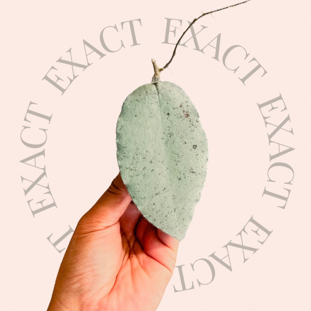 Hoya caudata 'Argene'