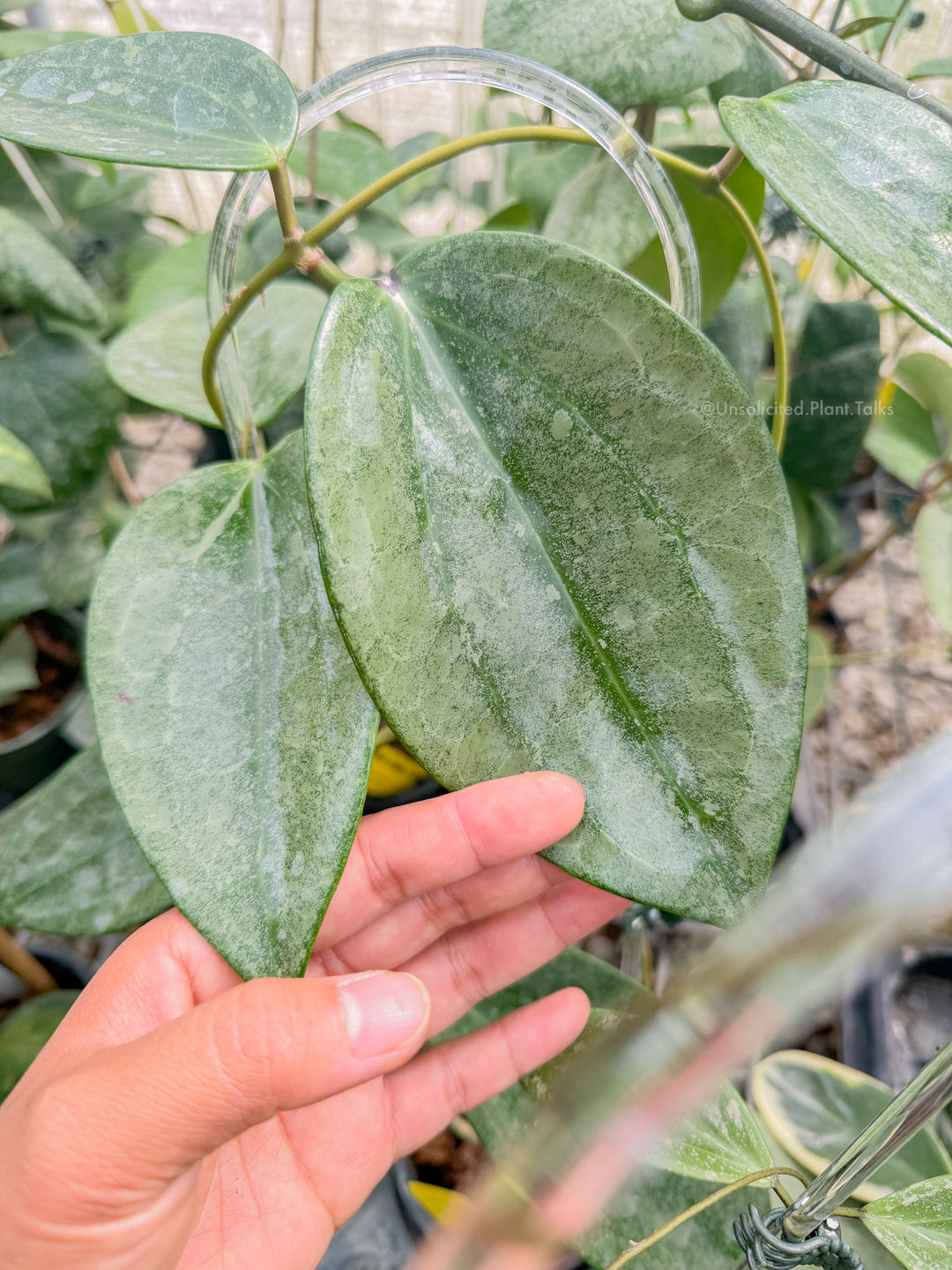 Hoya latifolia ‘Rimba Perak’