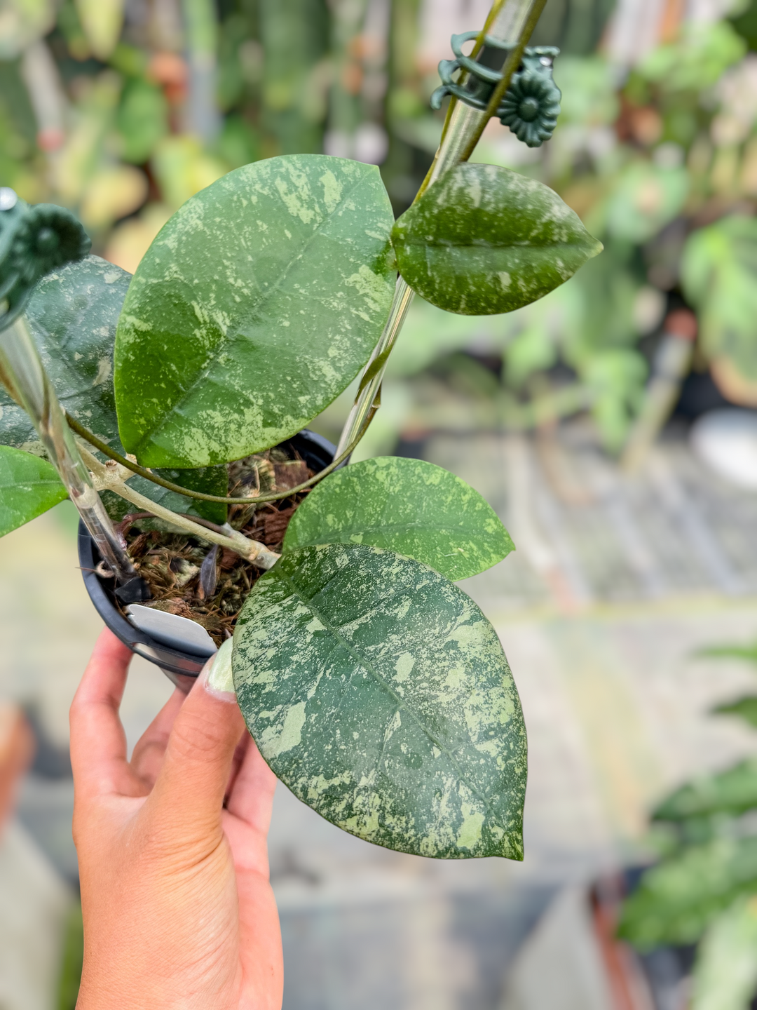 PS0722 - Hoya sp. (Kalbar)