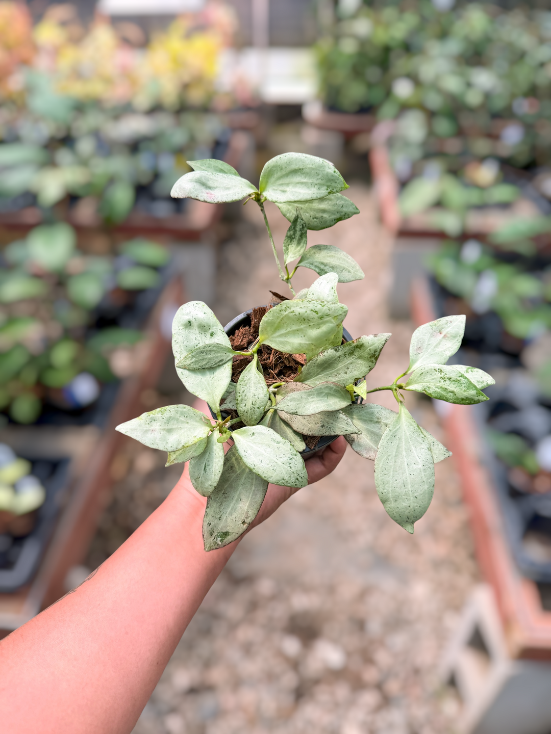 PS0473 - Hoya nicholsoniae ‘NGG’