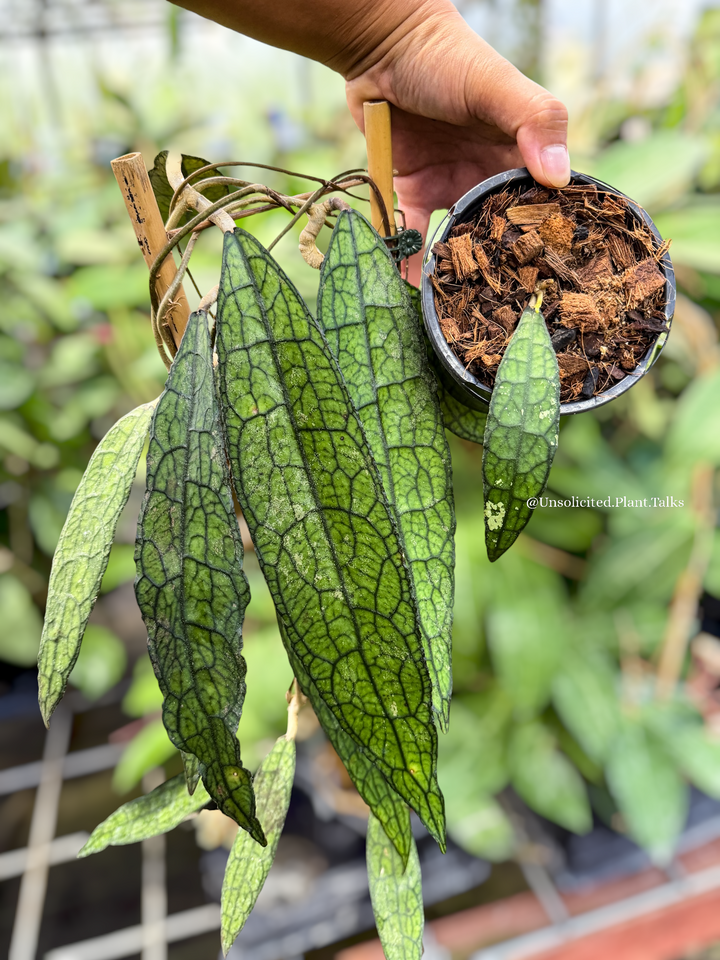 Hoya clemensiorum ‘Minigator’