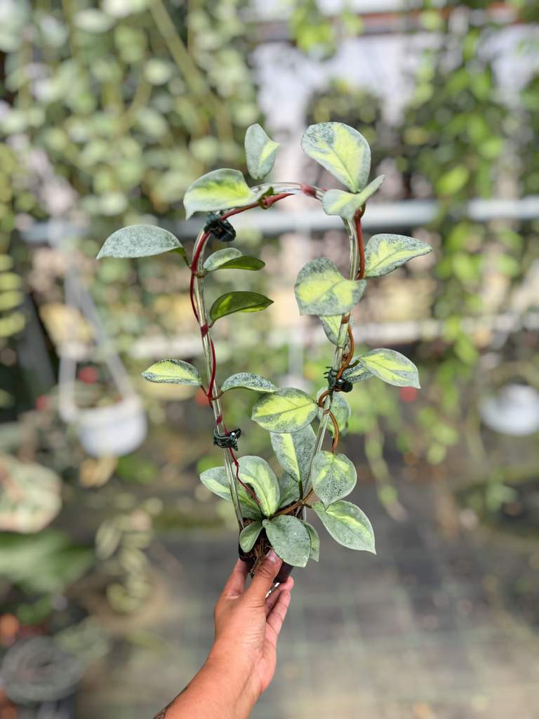 PS0479 - Hoya carnosa 'Argentea Princess' – Unsolicited Plant Talks