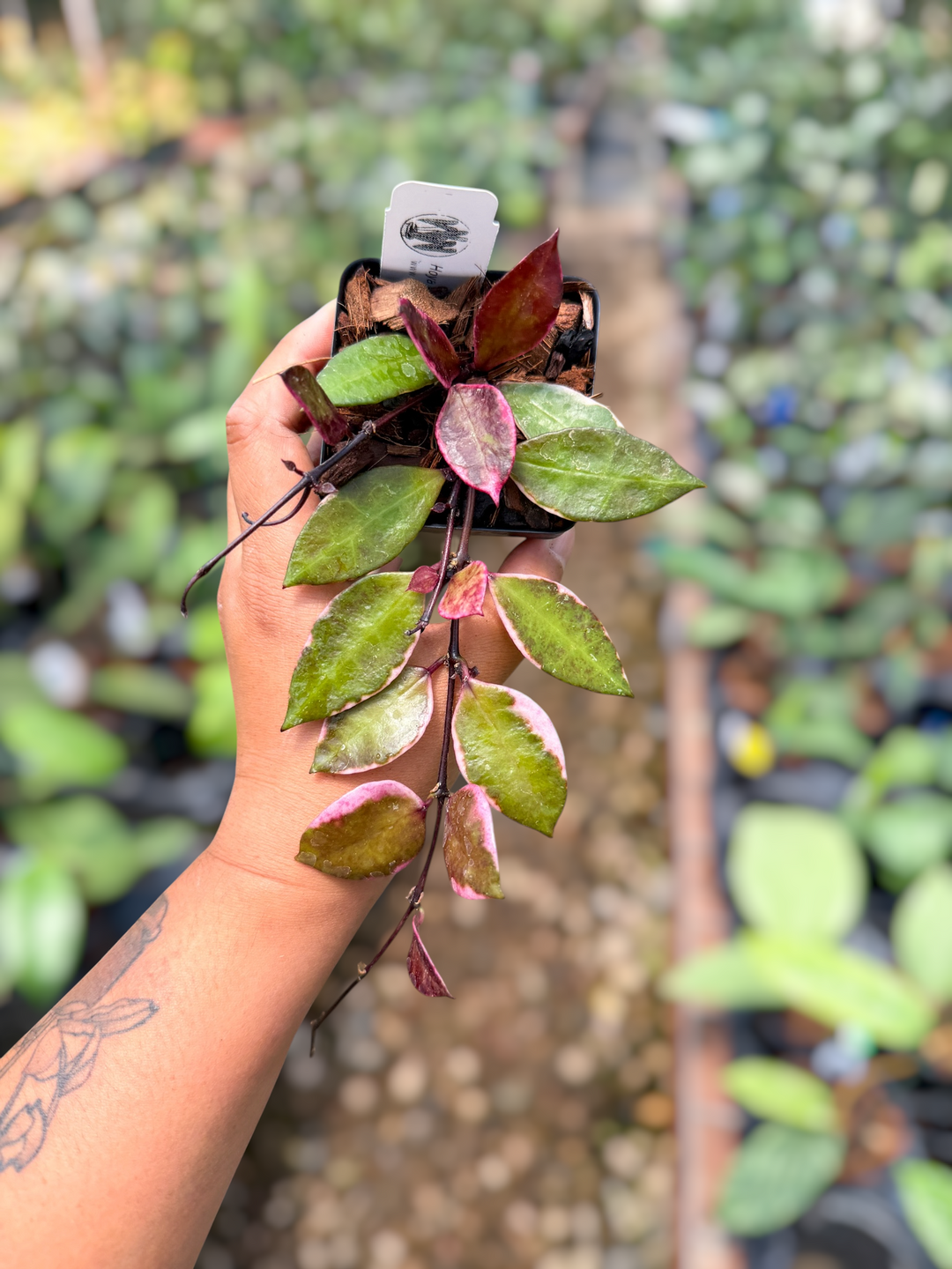 PS0575 Hoya lacunosa 'Black Cherry' (UPT016)